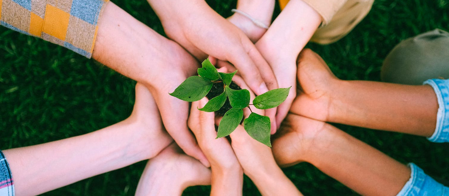 Hands holding Plant